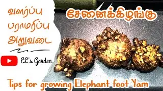 &ldquo;Elephant Foot Yam Harvest Time! 🌿 Best Tips for Healthy Growth&rdquo;