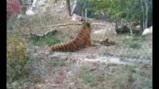 Baby tiger bath