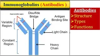 Antibodies- (Immunoglobulins) 