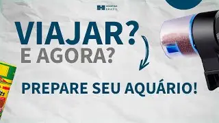 Vai VIAJAR? O que fazer com seu AQUÁRIO? Veja hoje como preparar e alimentar o ambiente.