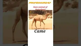 State animal of Rajasthan? #shorts #rajasthan #rajasthani #new #animals #animal #gk #video #gkquiz