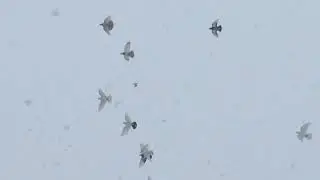#Pigeons.Отличная погода для проверки голубей. 