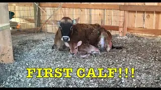 First Calf Born on our Farm!