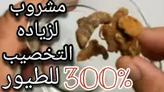 الخولنجان محفز لزيادة البيض المخصب