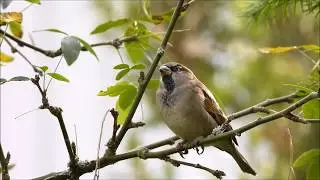 Haussperling