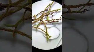 When you add water to Moss, something amazing happens!