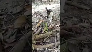 Cat vs. Snake &ndash; Lightning-Fast Reflexes in Action! @Minute_of_wonder