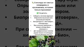 Спасаем кусты смородины ,крыжовника #подкормка #защита #профилактика