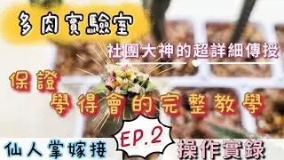 【多肉實驗室】仙人掌嫁接EP.2｜從零開始完整教學｜Cactus grafting