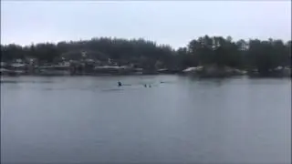 Spekkhoggerbesøk 25 02 16