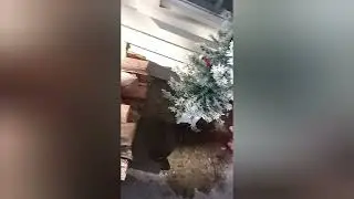 Mixed clips of the #southern #blizzard #cold #moon