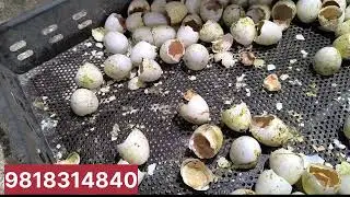 हप्ताको पचास साट्ठी हजार रुपैया आम्दानी भैराखेको छ - Duck farming in Nepal #duckfarm #duckling