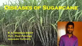 Diseases of Sugarcane | Cash Crops | Plant Pathology | Exam Oriented - NET 2021