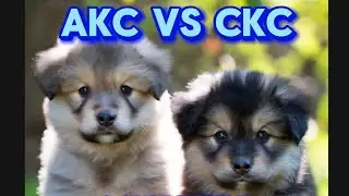 AKC vs. CKC/UKC Puppies What is the difference?