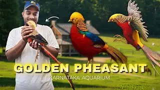 This Bird Looks Unreal 😳🔥 | Golden Pheasant Explained | Karnataka Aquarium