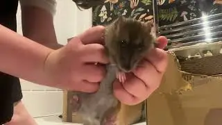 Setting up a camera of ratty play time! #rats #ratpet #petrat #petrats  #cuterats #cute #pet 🥰