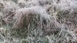 Pheasant shooting season 2019/2020