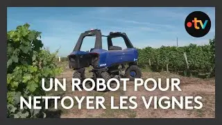 Agriculture : un robot autonome et 100% électrique désherber les vignes