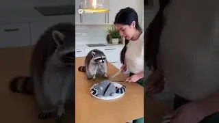 Animal cake Prank 🤣 #cake #cakeprank #funny #viral #cuteanimal #fynnymoment