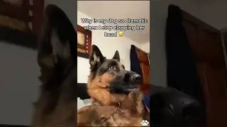 Dramatic Dog Reactions When You Stop Petting Them #dogreaction #dog #shorts #shortsfeed #funny