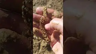 Beach Find &ndash; Real Gold Discovery! #bestmetaldetector