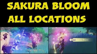 Sakura Bloom genshin impact All Locations Farm route