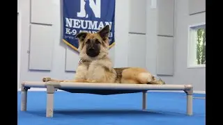 Bear (German Shepherd) Puppy Camp Training Video Demonstration