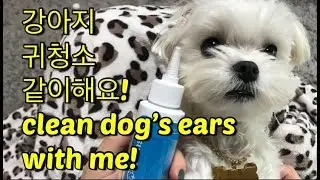 [MuTube]  병원에서 알려 준 어렵지 않게 강아지 귀청소하기 꿀팁! / clean dog&rsquo;s ear with me / 초보견주를 위하여