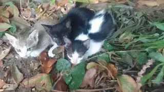Ammu cat family  is live