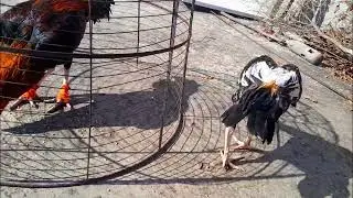My home breed aseel roosters 😊 |Best aseel breed #vlog #Nature #Chikens 