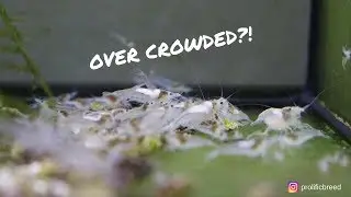 Back with another update | snowball shrimp tank