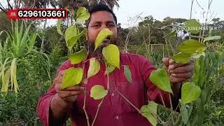 अपने थाईलैंड का वैरायटी बैठकर ओरिजिनल प्लांट नहीमिला न्यू सुहाना नर्सरी पर ओरिजिनल प्लांट मिलेगा 