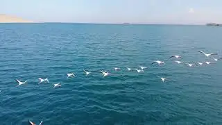 &Ccedil;i&ccedil;ekli - Akdamar Adası - Kuş Adası - G&ouml;r&uuml;nd&uuml; - Pans Marine N450