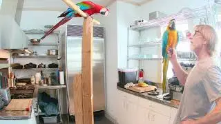 7-4-22 Macaw Kitchen Latte Time
