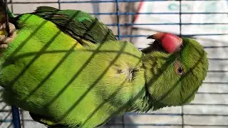 Parrot talking and enjoying in the sun 🌅 / 4k best quality 