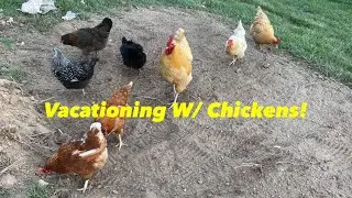 How Do You Go On Vacation When You Have Chickens?