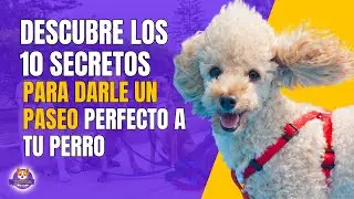 10 DATOS PARA UN PASEO PERFECTO PARA TU PERRO