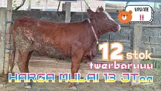 FuLL STOK PERSIAPAN RABU WAGE Harga mulai 13 jtan