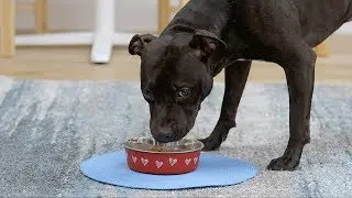 Tender & True Dog Food