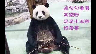 圓仔直勾勾看著某鐵粉足足看了15秒好羨慕啊20251216