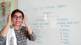 EVS Class 4 Ch 2 Our Internal Organs : Introduction