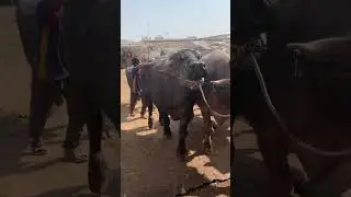 Murrah Buffalo #kingofcolony #cow #bull #cattle #murrahbuffalo