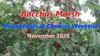 Bacchus Marsh Strawberries & Cherries Weekend Nov 2020 - Australia
