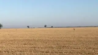 Roebuck stalking in a 600 acre field