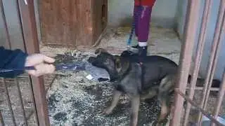 Brooklyn Raxiba Bohemia - 5 months protection