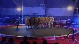 Shrine Circus 2022 Camels