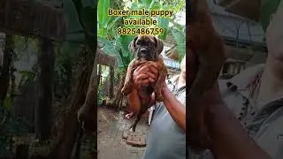 boxer male nd female puppy available 🔥🔥🔥 #pets #petshub #dog #dogbreed #puppy #dogs