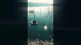 Lago Gang - Sei Due