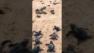 Your speed doesn't matter, forward is forward | Baby Turtles