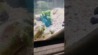 #pistolshrimp #viral #feeding